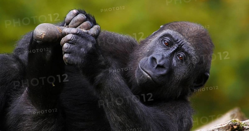 Eastern Lowland Gorilla (gorilla gorilla) graueri, Female resting