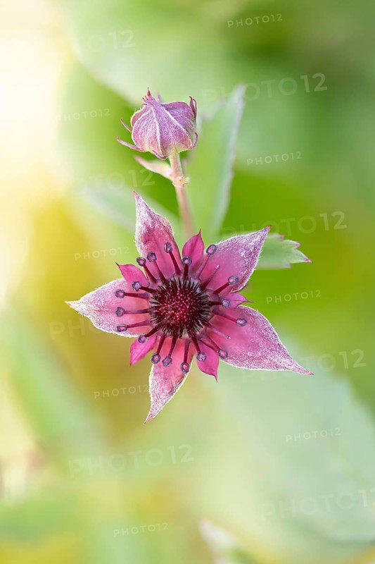 Purple marshlock (Potentilla palustris), bud and flower in the light of the sun, Black Forest, Baden-Württemberg, Germany, Europe