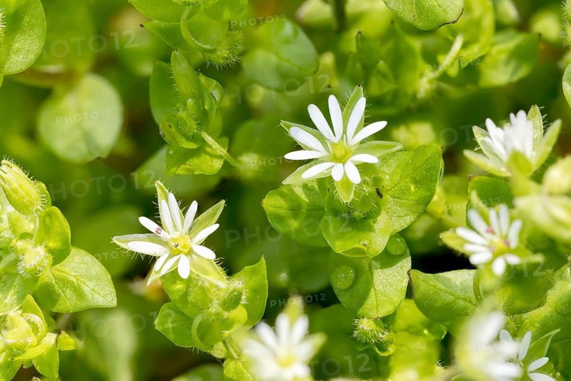 Macro of white Stellaria media flowers (chickweed) under the soft spring sun