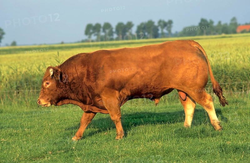 Limousin beef
