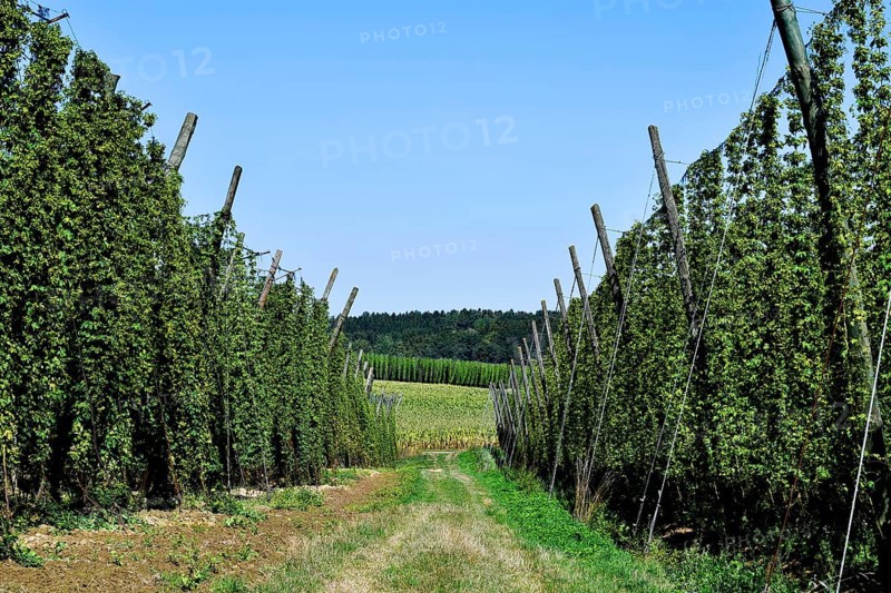 Harvested hops, hop garden, hop field, hop vines, poles, path, field, meadow, field, Mitterstetten, Randlkofen, Elsendorf, Mainburg, Holledau, Hallertau, Upper Bavaria, Bavaria, Germany, Europe