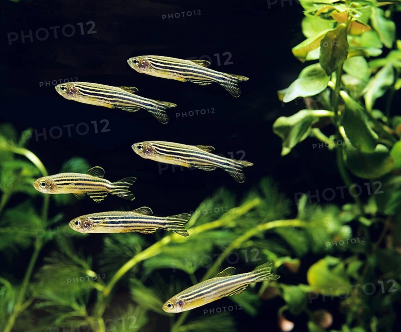 Zebrafish (brachydanio rerio) (Brachydanio rerio), Zebrafish, Animals, Other animals, Fishes, Carp-like, Carp fishes, Zebrafish