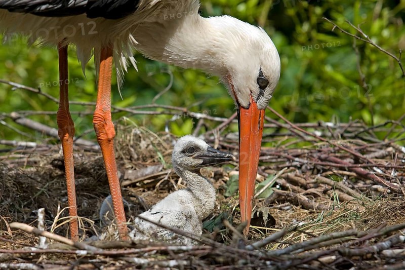 White stork (ciconia ciconia), adult with chicks on the nest