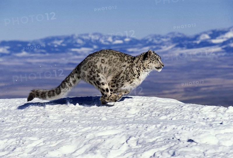 Snow leopard or ounce, uncia uncia, running through the mountains