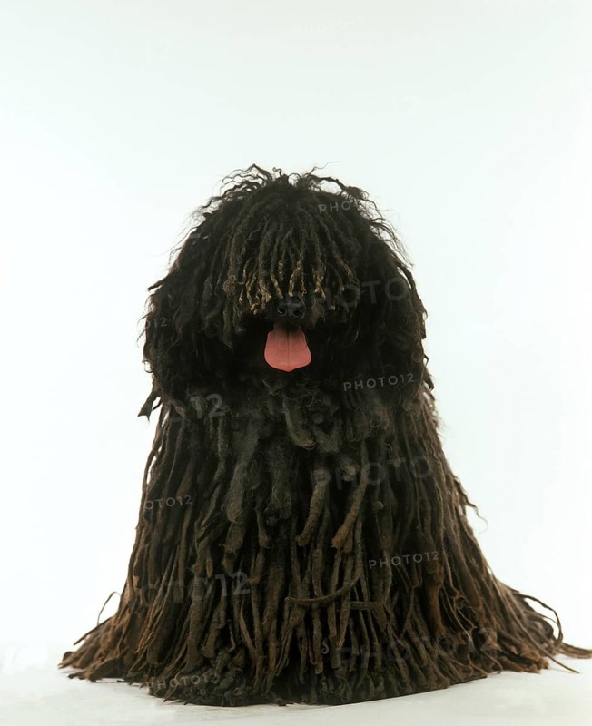 Hungarian Puli dog, adult sitting against white background