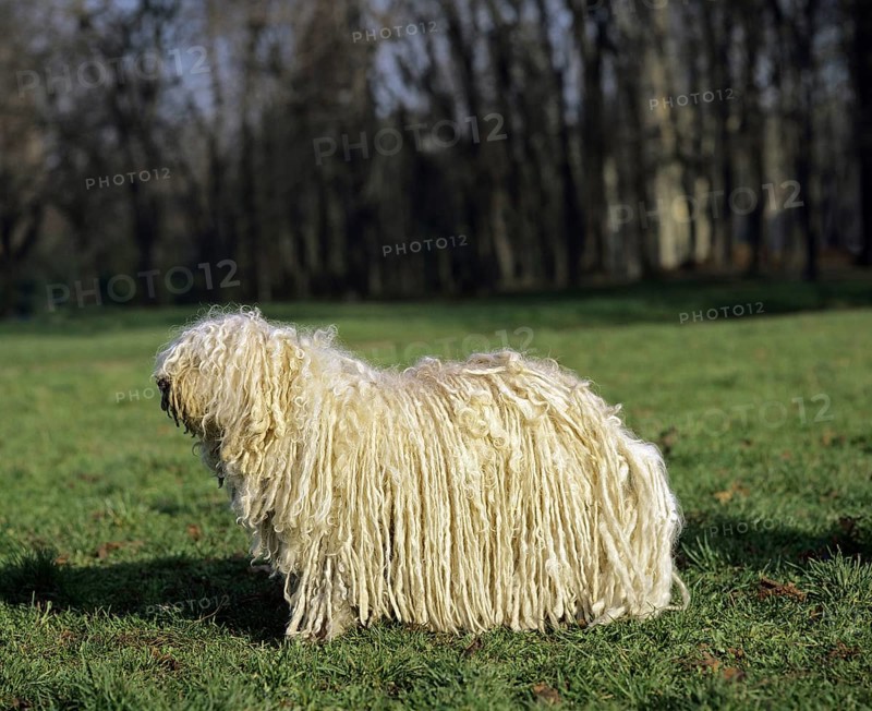 Hungarian Puli dog, adult on grass