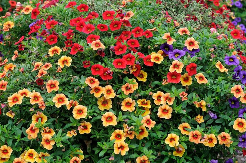 Magic bell (Calibrachoa) Aloha Confetties Hawaiian Luau, magic bell