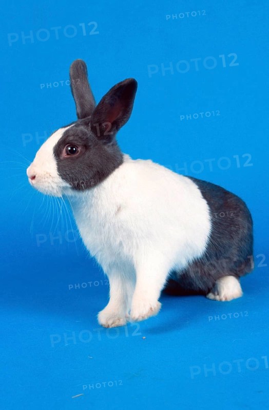 Dutch rabbit