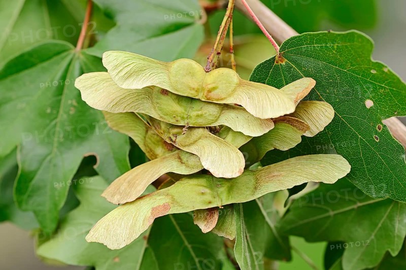 Field Maple (Acer campestre) with fruit, North Rhine-Westphalia, Germany, Hedge Maple, Europe