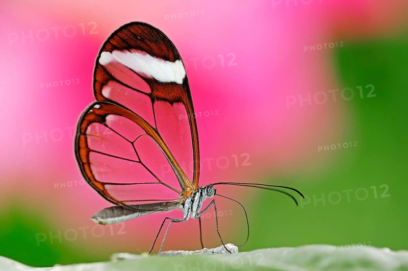 Glass-winged butterfly, glass-winged butterfly (Greta oto) Glass-winged butterfly, lateral