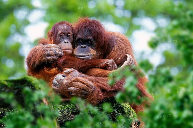 Sumatran orangutan, female with young (Pongo pygmaeus abelii)