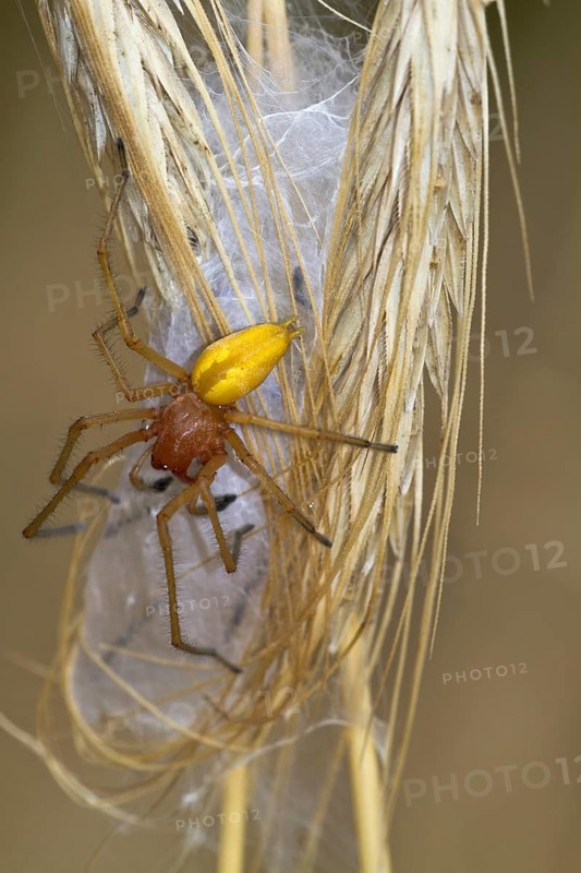 Yellow sac spider (Cheiracanthium punctorium) male, Havelland, Brandenburg, Germany, Europe