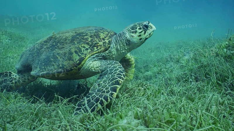 Very old male Hawksbill Sea Turtle (Eretmochelys imbricata) or Bissa on seagrass meadow covered with Round Leaf Sea Grass or Noodle seagrass (Syringodium isoetifolium), Red sea, Safaga, Egypt, Africa