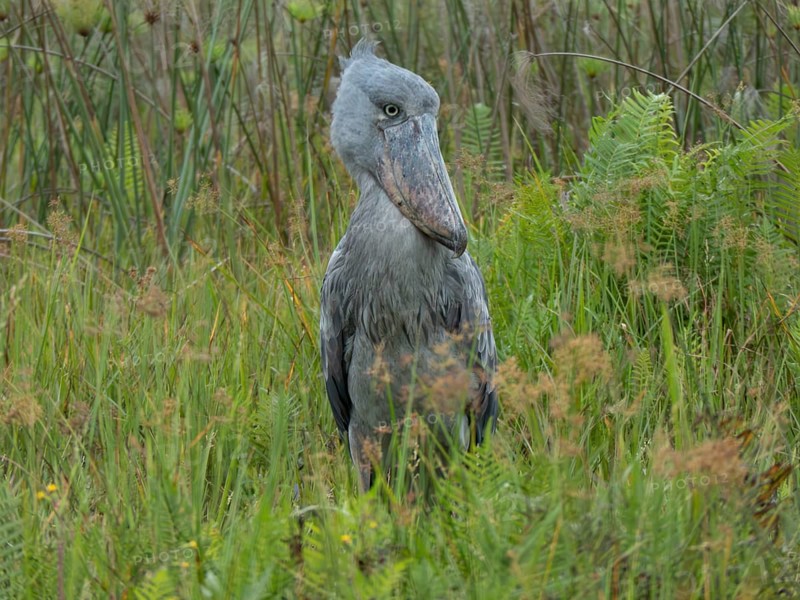 Shoebill (Balaeniceps rex), Lake Victoria, Entebbe, Uganda, Africa