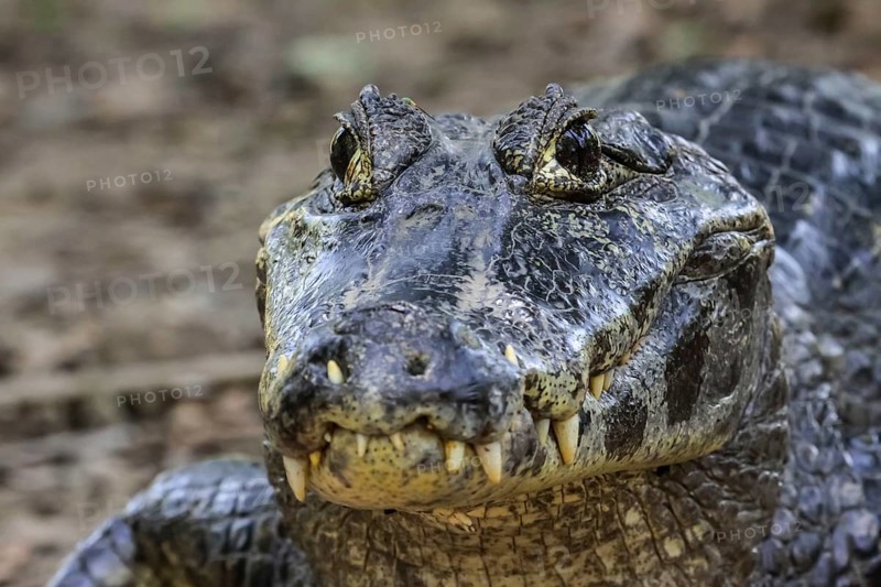 Close up of a Black Caiman, Pantanal, Brazil, South America