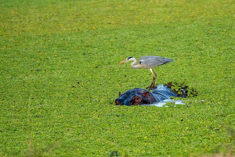 Grey heron (Ardea cinerea), hippo (Hippopotamus amphibius), water cabbage (Pistia stratiotes), South Luangwa, Zambia, Africa