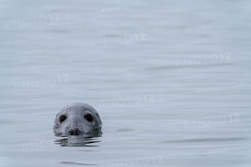 A close up view of a gray seal peeking out of the water