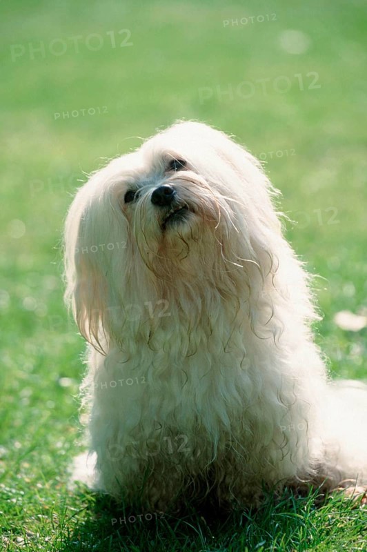Maltese