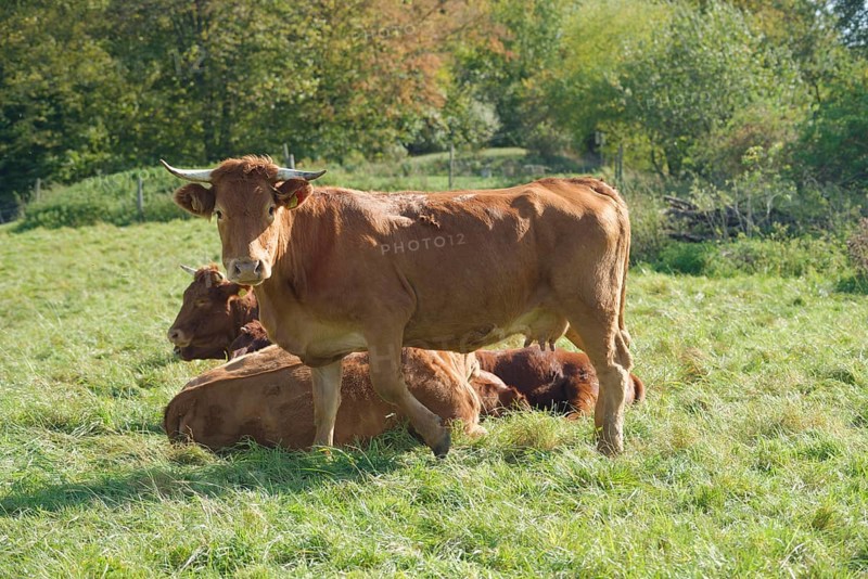 Limpurg cattle grazing in a meadow opposite Comburg Castle, farm animal, cattle breed, agriculture, Schwäbisch Hall, Hohenlohe, Kochertal, Heilbronn-Franken, Baden-Württemberg, Germany, Europe