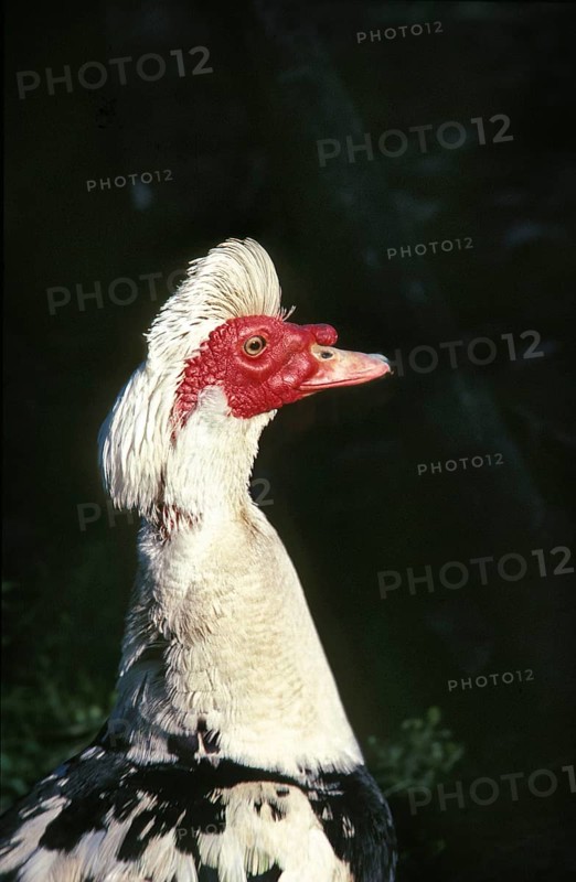 Muskovy Duck (cairina moschata), Head of Male