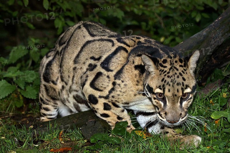 Clouded Leopard (neofelis nebulosa), Adult in Ground