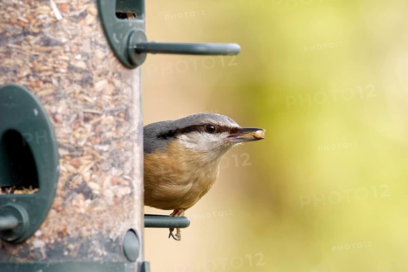 Nuthatch at the feeder
