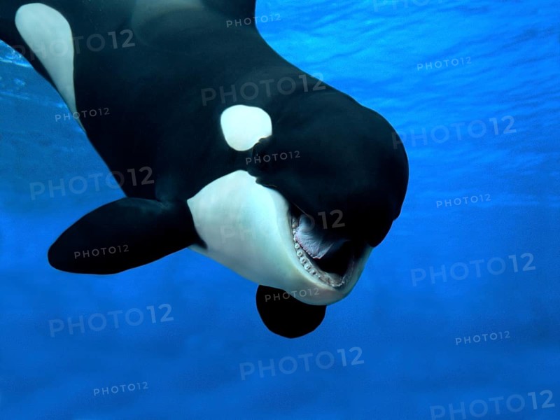 Killer whale (orcinus orca), adult with open mouth