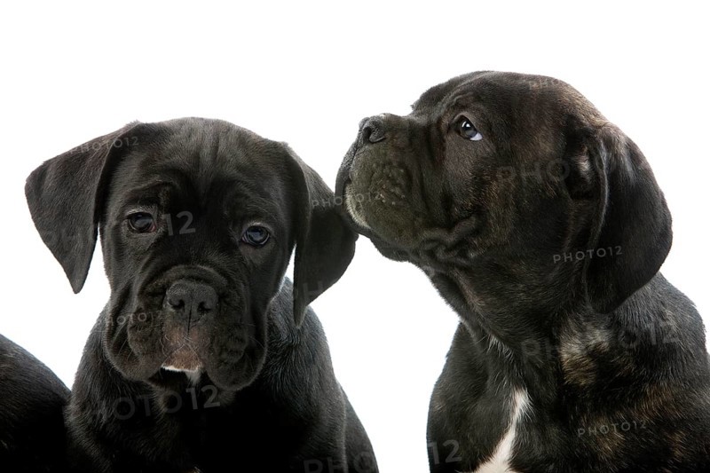 Cane Corso, Dog Breed from Italy, Portrait of Pup Against White Background