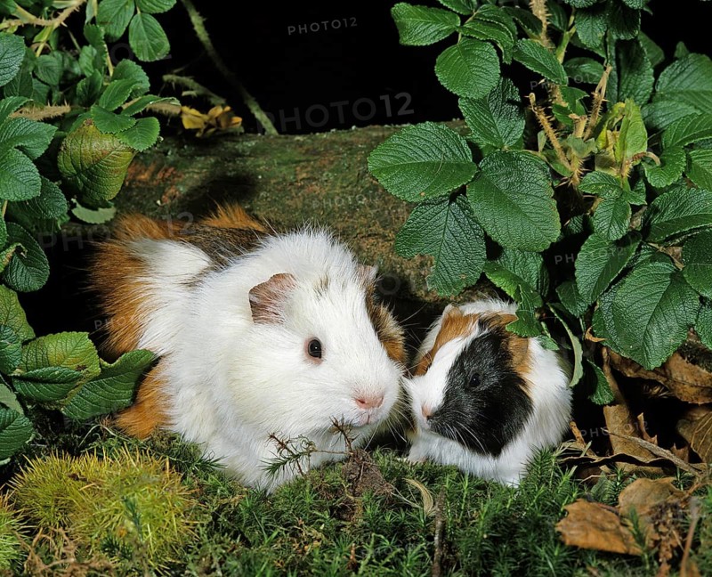 Guinea Pig (cavia porcellus)