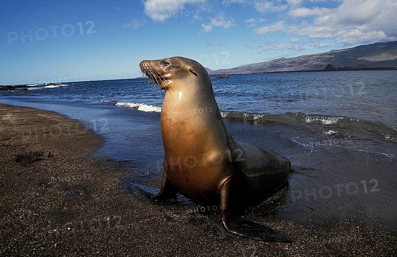 Galapagos Fur Seal (arctocephalus galapagoensis), Female standing on Beach, Galapagos Islands