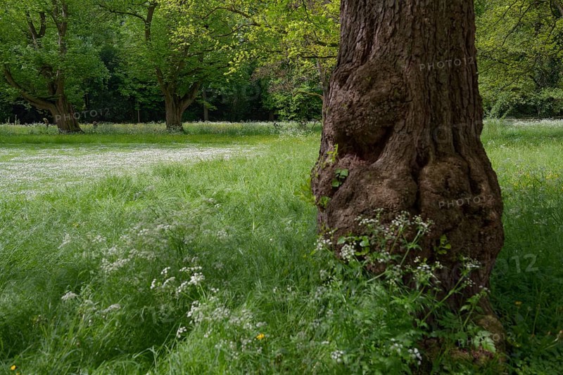 Spring awakening in Pfühlpark, city park, park, Heilbronn, Neckar valley, Neckar, Heilbronn-Franken, Baden-Württemberg, Germany, Europe