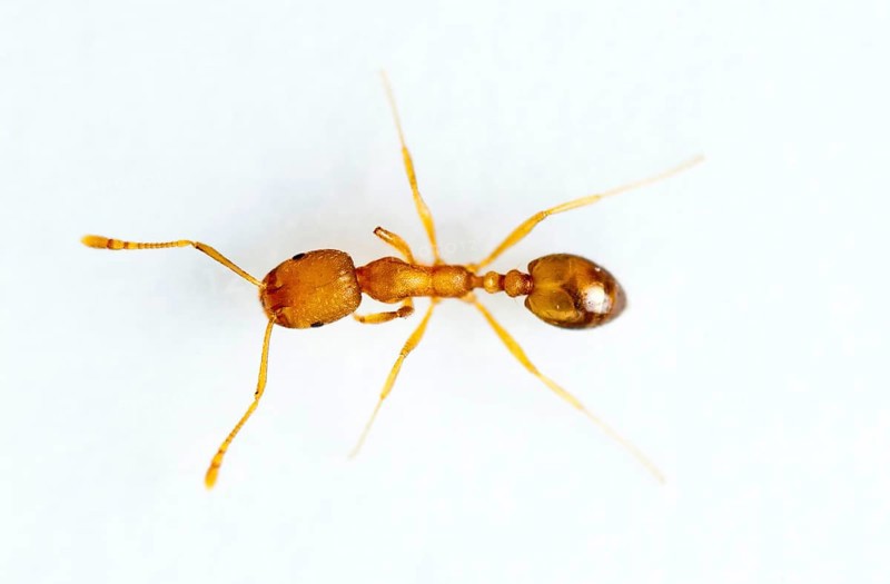 Pharaoh ant (Monomorium pharaonis), ant, ants