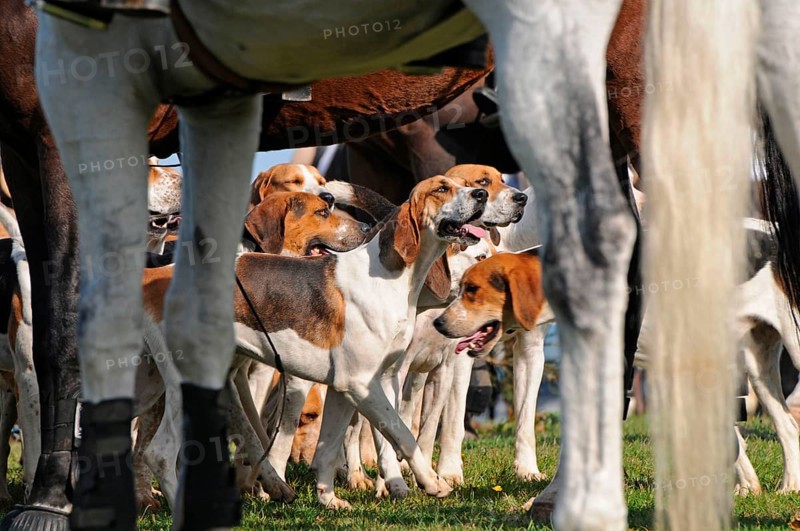 Riding, rider and foxhounds, tugjob, foxhound, pack, hunt