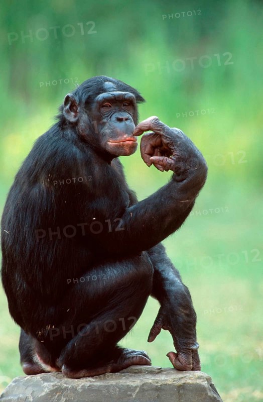 Bonobo (Pan paniscus), male, bonobo