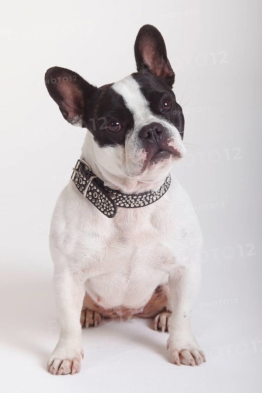 French Bulldog, bitch, collar