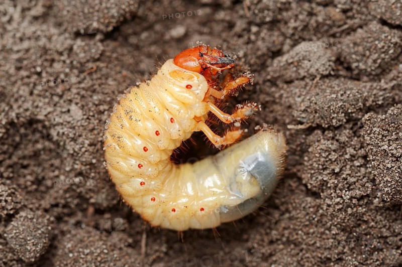 Common Cockchafer (Melolontha melolontha), larva, North Rhine-Westphalia, Germany, Maybug, Europe