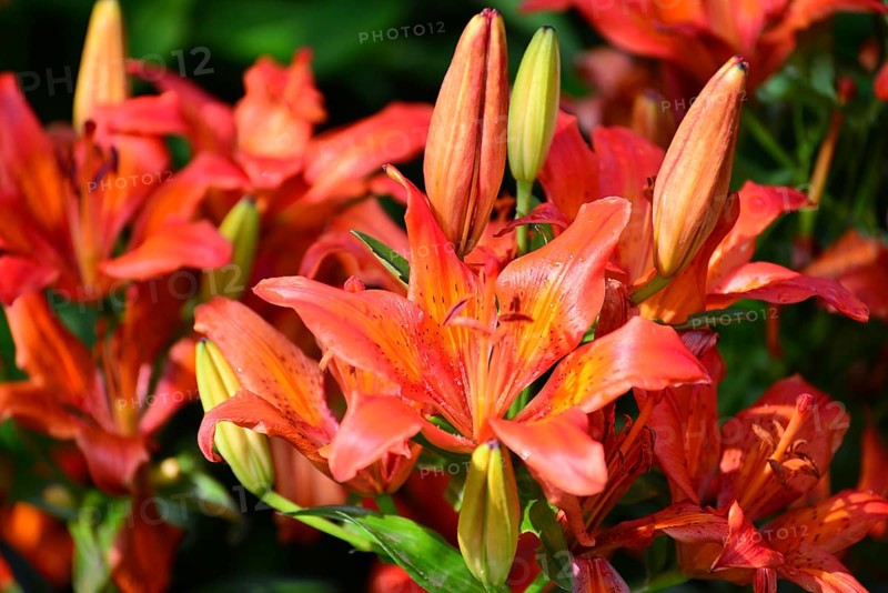 A Beautiful orange lilies in the garden