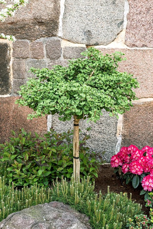 Dwarf maidenhair tree (Ginkgo biloba 'Mariken')