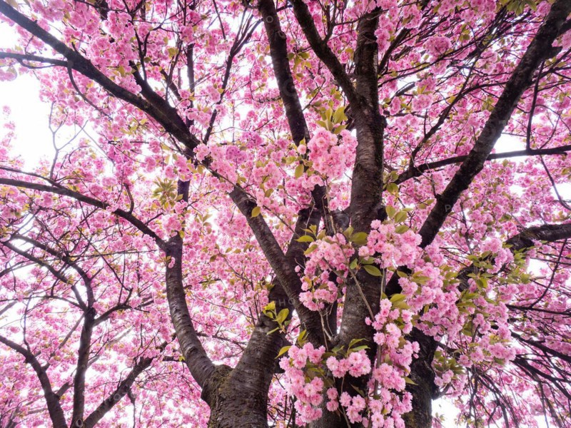 Japanese cherry (Prunus serrulata), Leoben, Styria, Austria, Europe