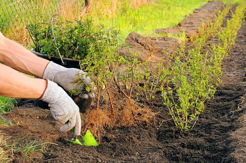 Planting a hedge, planting a hedge 05