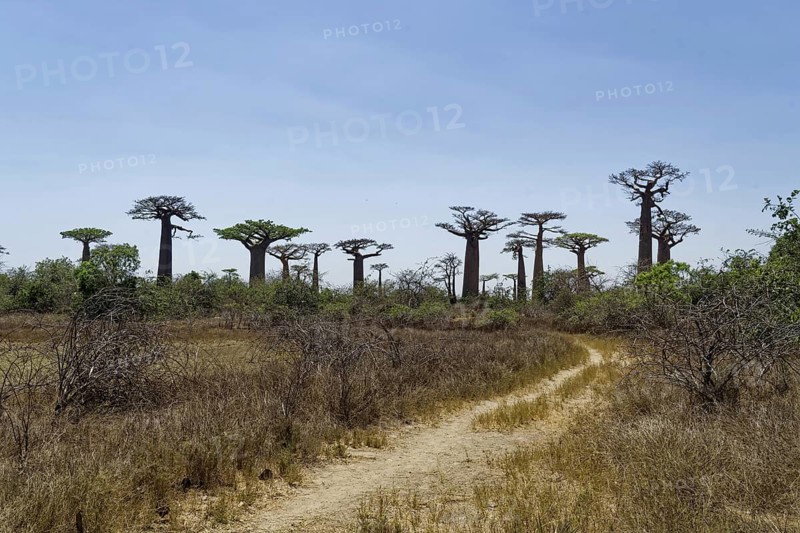 Baobab Avenue, African baobab (adansonia digitata), Madagascar, Africa