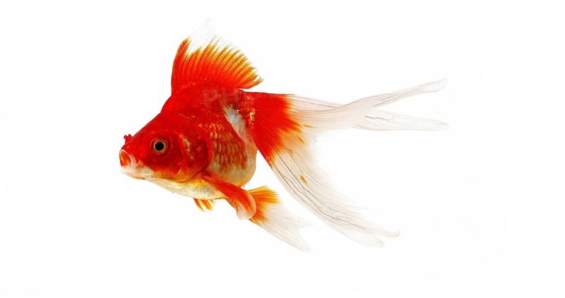 Ryukin Goldfish (carassius auratus), Adult Against White Background