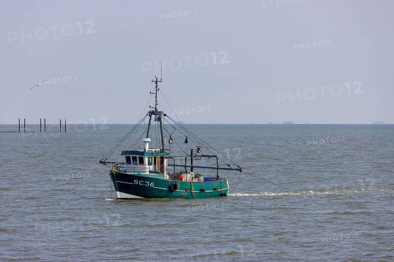 Fishing boat trawls the North Sea for shrimp, Büsum, Helgoland, Schleswig-Holstein, Germany, Europe