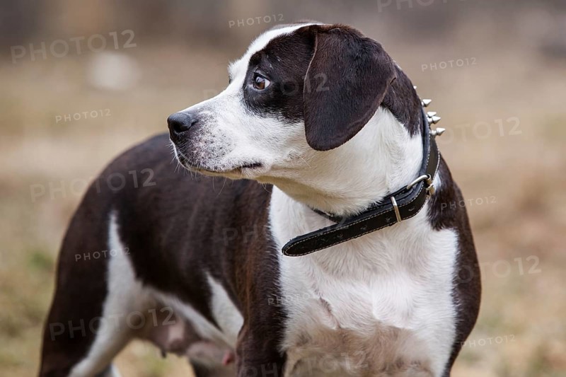 Dog portrait