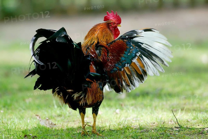 Domestic cock domestic chicken (Gallus gallus domesticus)