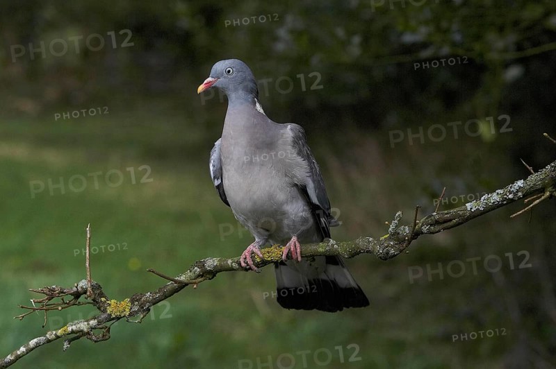 Wood Pigeon (columba palumbus), Adult standing on Branch, Normandy