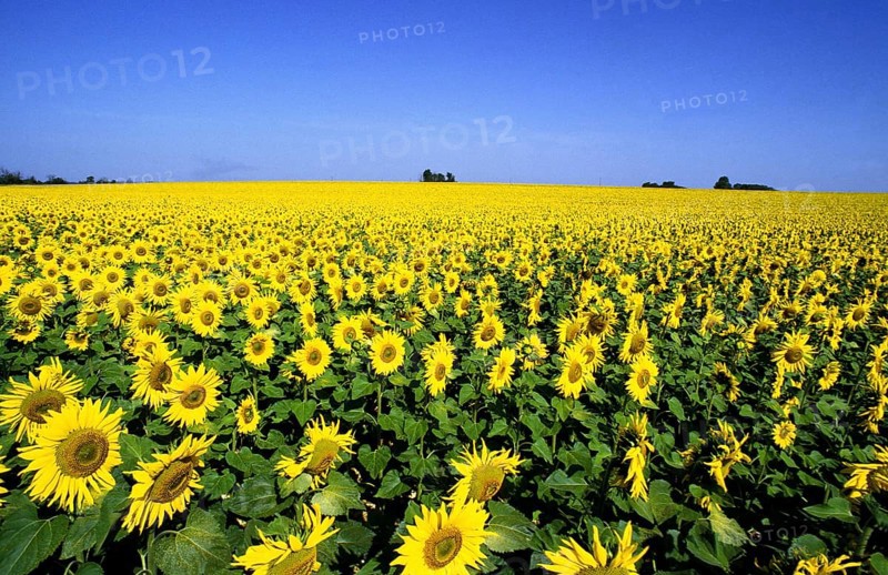 Sunflower Field, helianthus sp, in Normandy