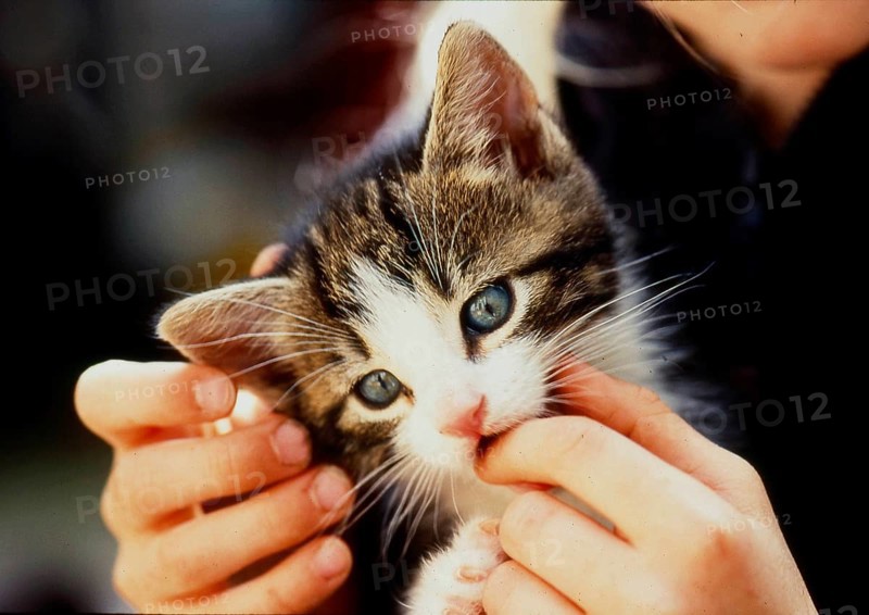 Kittens in the hands of children