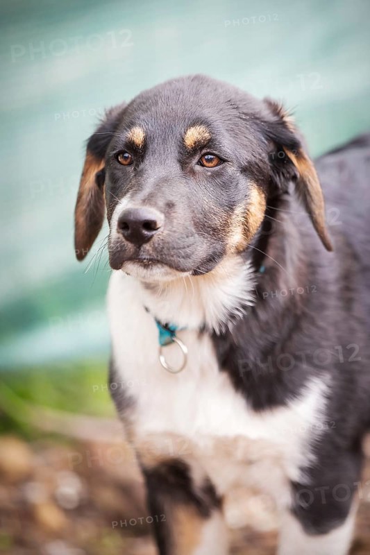 Black, yellow and white dog puppy with sad eyes in the shelter for adoption
