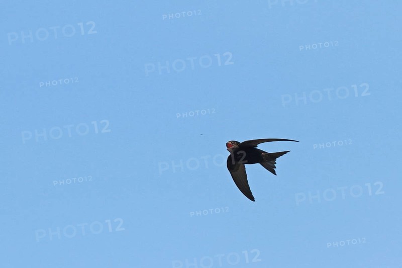 Swifts catching insects